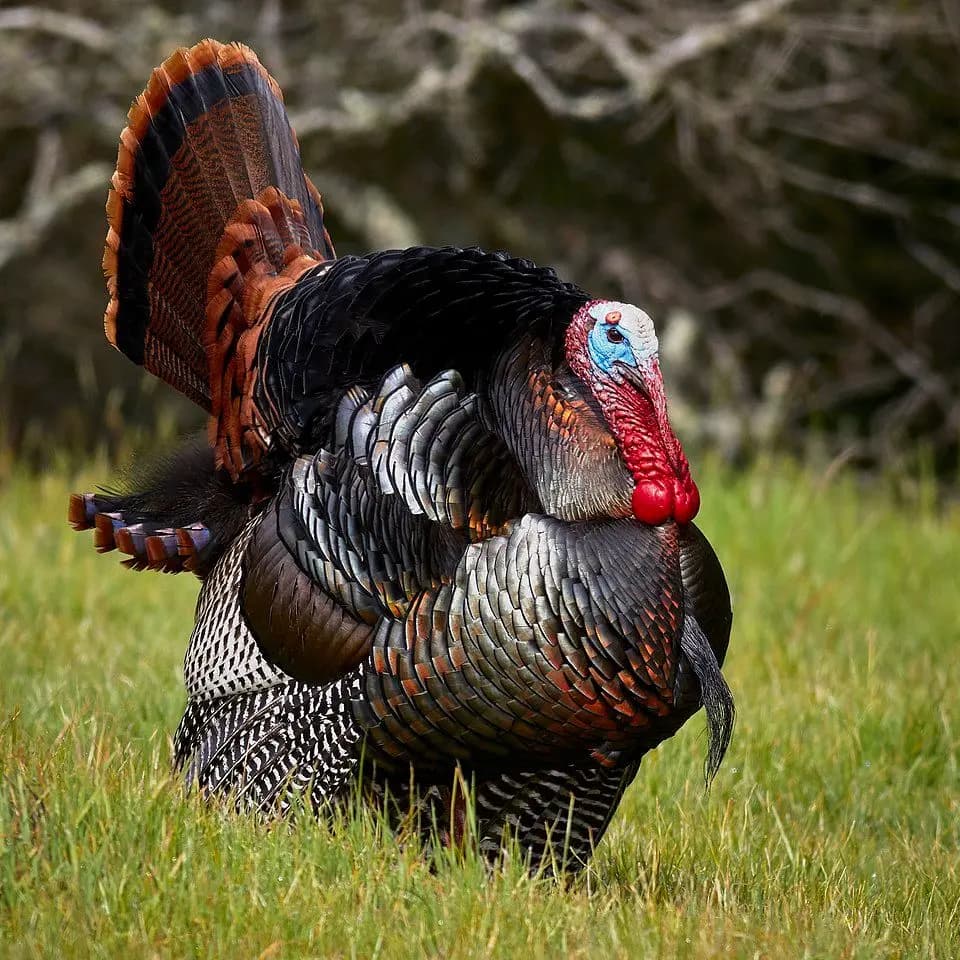 Turkey